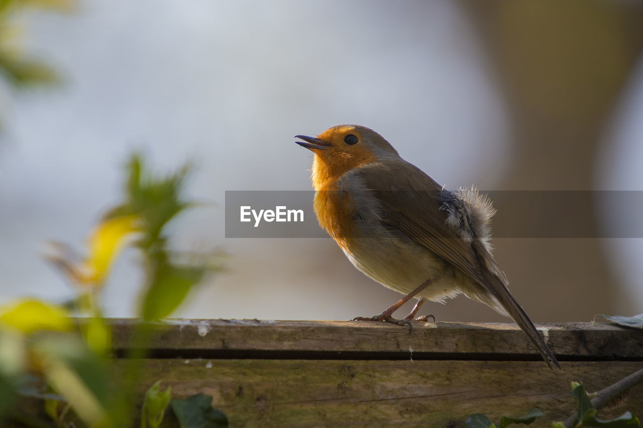 Close-up of bird perching on wood