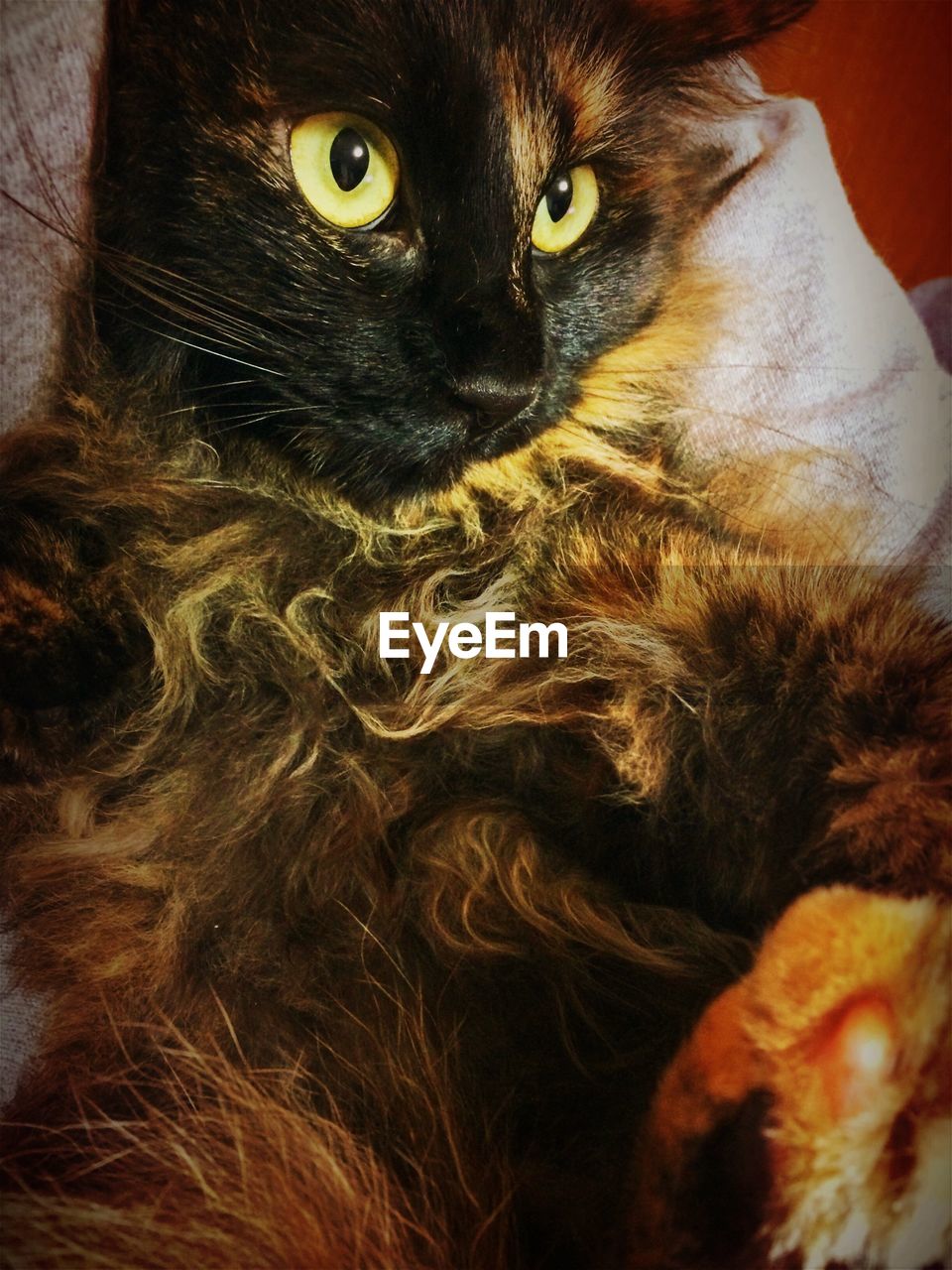 Close-up of brown cat relaxing on sofa at home