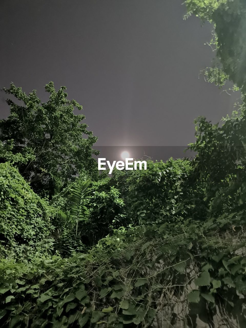 LOW ANGLE VIEW OF TREE AGAINST SKY AT NIGHT