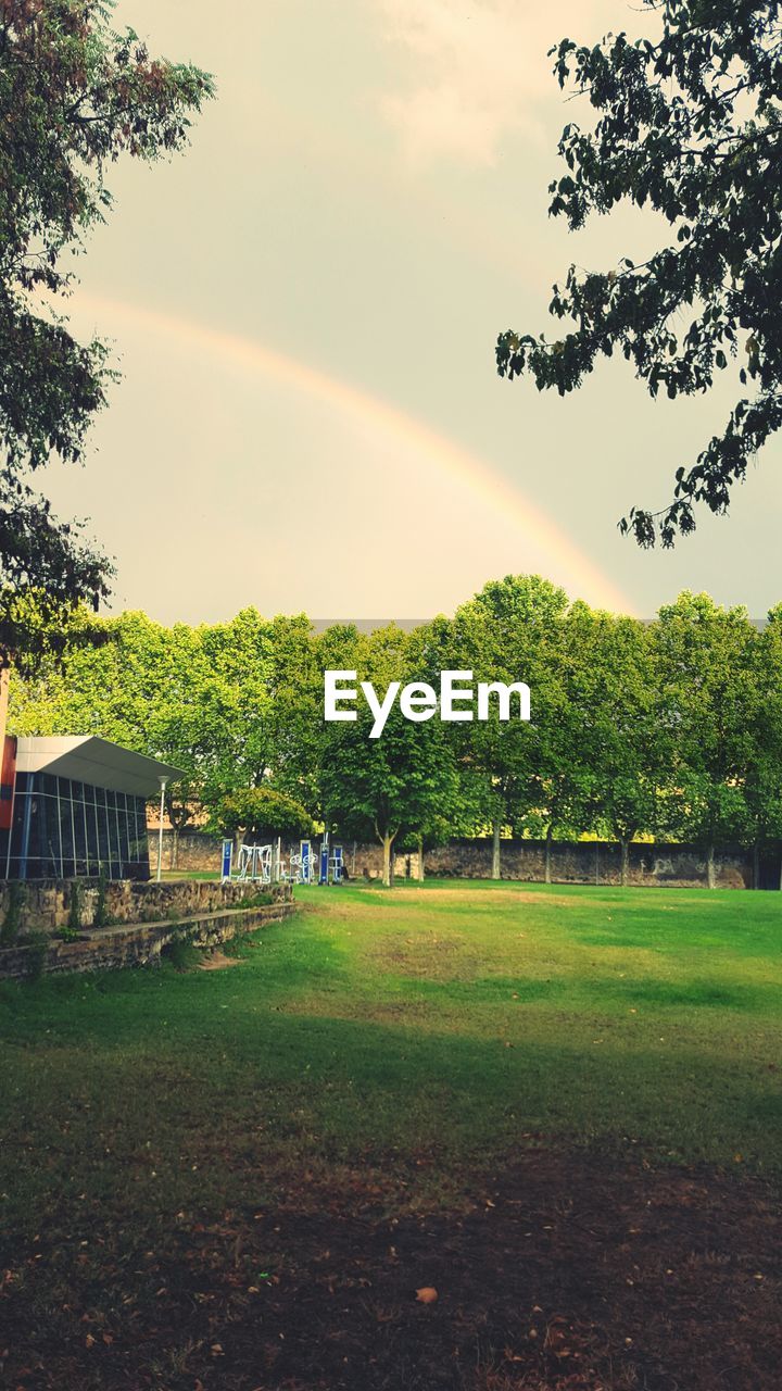 TREES ON FIELD