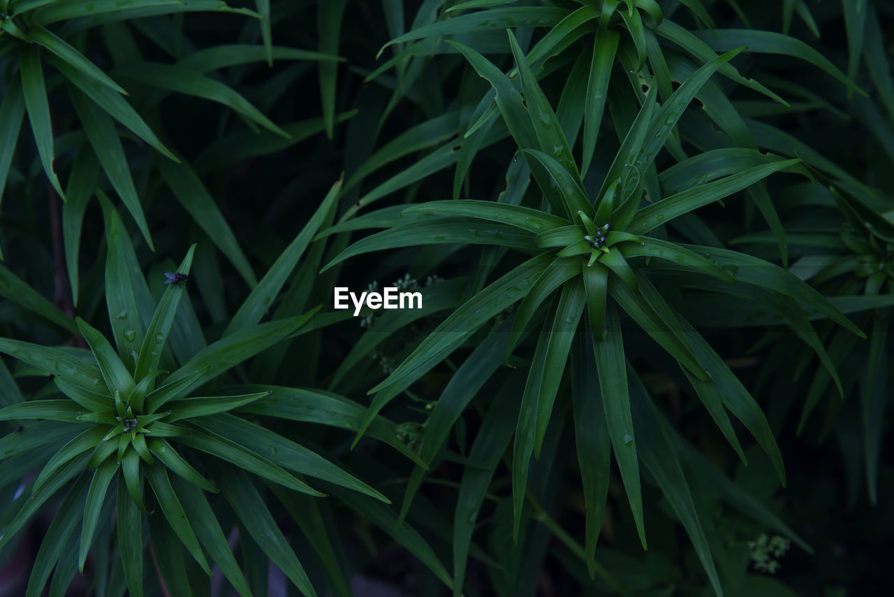 Full frame shot of fresh green plants