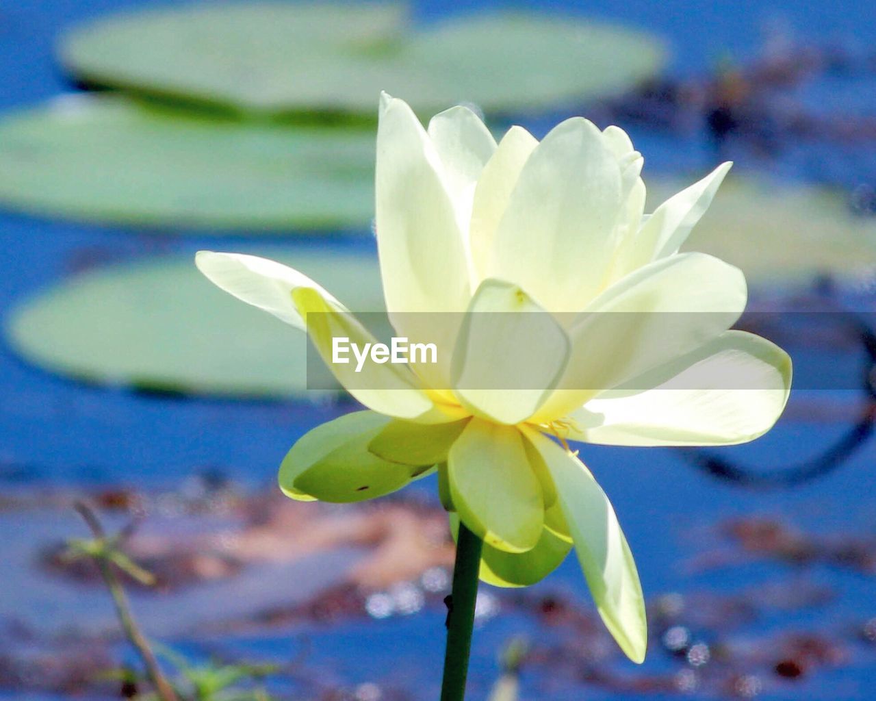 Close-up of water lily blooming in pond