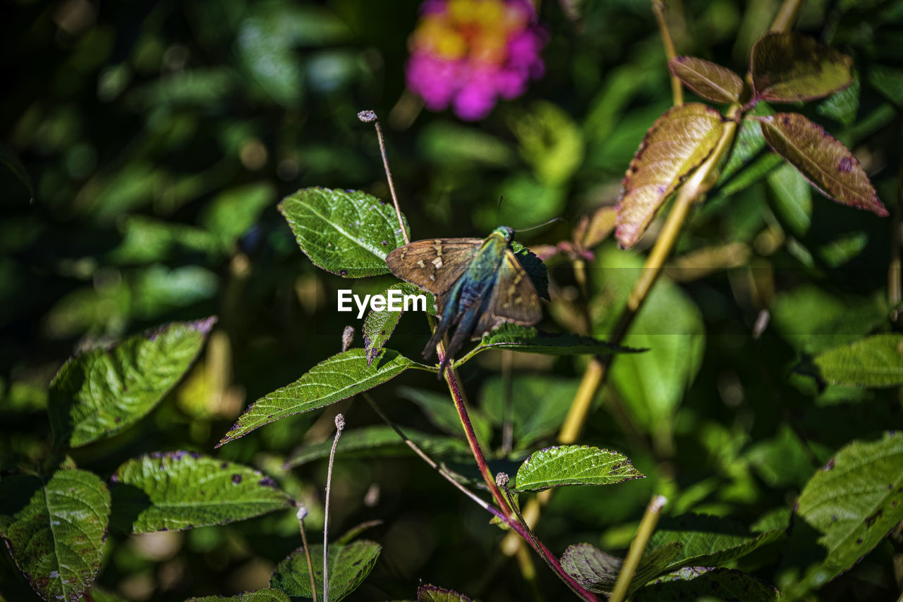 CLOSE-UP OF INSECT ON PLANT