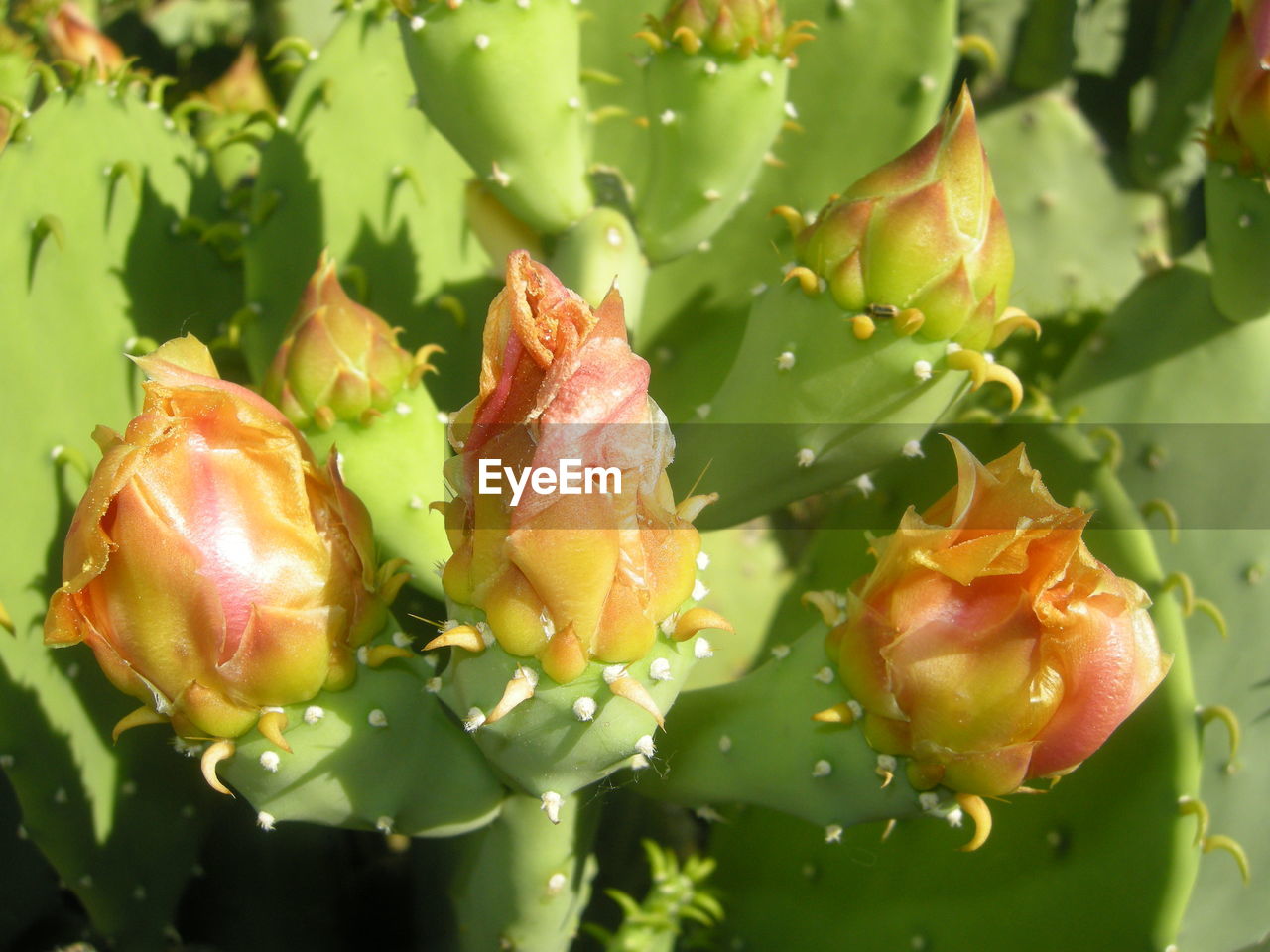 Close-up of succulent plant