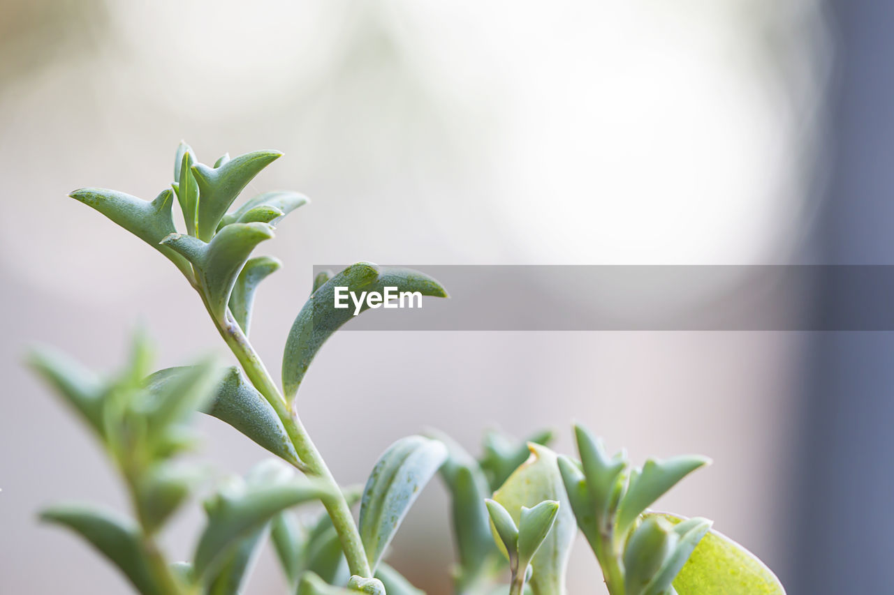 CLOSE-UP OF FRESH GREEN PLANT WITH LEAVES