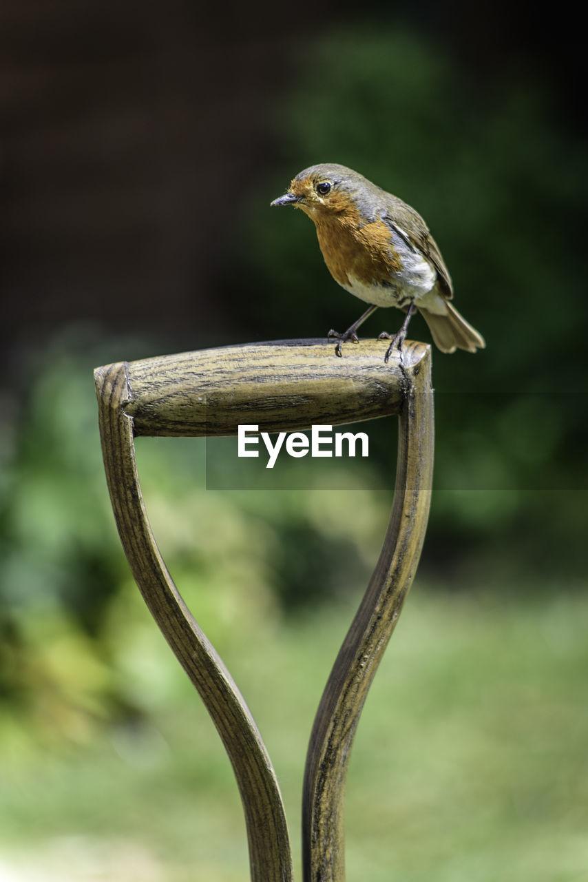 Close-up of bird perching on wood