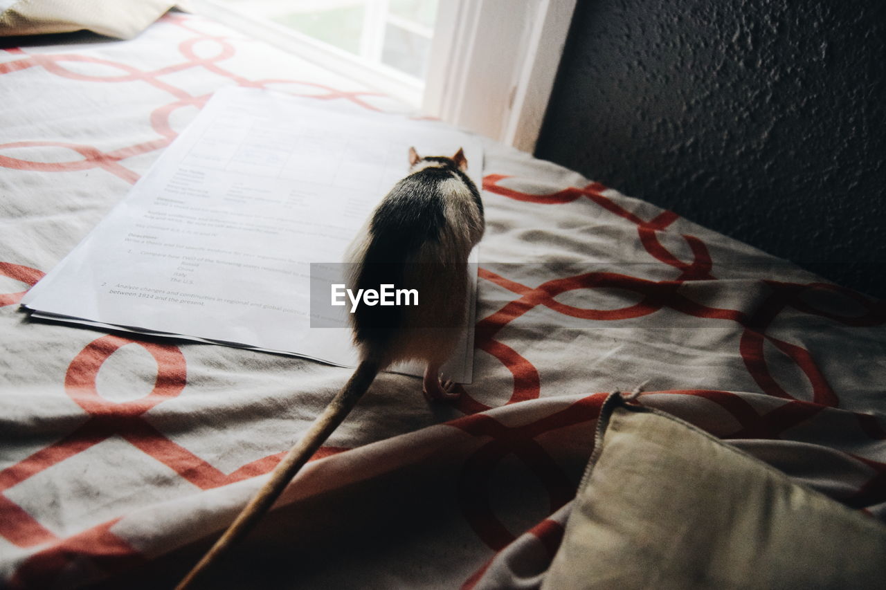 High angle view of fancy rat on paper at bed