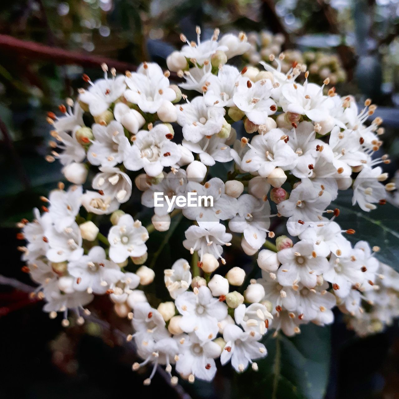 WHITE FLOWERS BLOOMING ON TREE