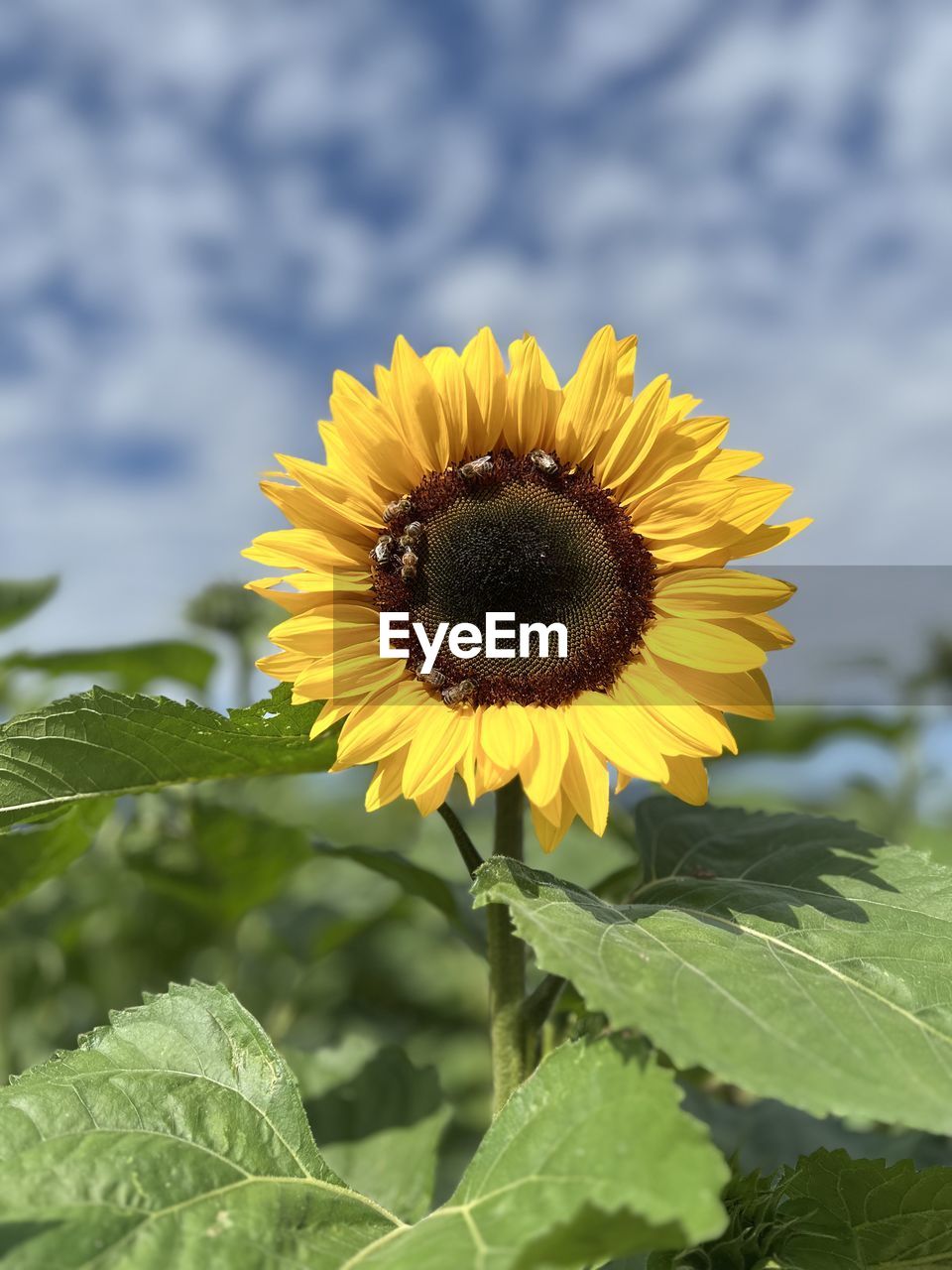 sunflower, plant, flower, flowering plant, freshness, flower head, beauty in nature, growth, nature, yellow, field, plant part, leaf, inflorescence, petal, close-up, fragility, sky, sunflower seed, no people, landscape, rural scene, pollen, cloud, focus on foreground, agriculture, summer, outdoors, land, springtime, green, day, environment, botany, blossom