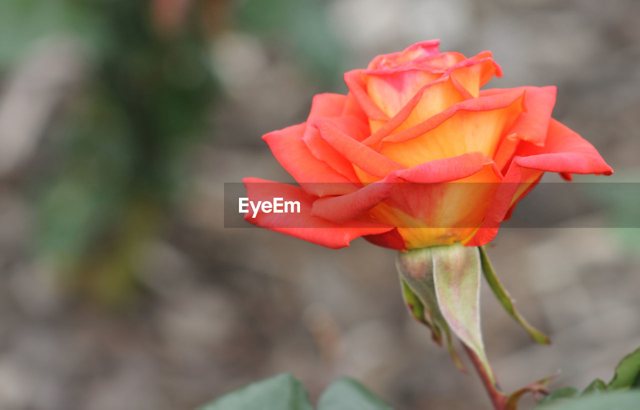 CLOSE-UP OF RED FLOWER BLOOMING