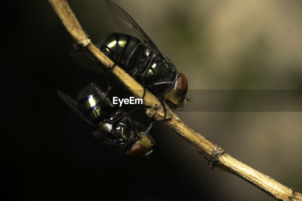 CLOSE-UP OF FLY ON PLANT