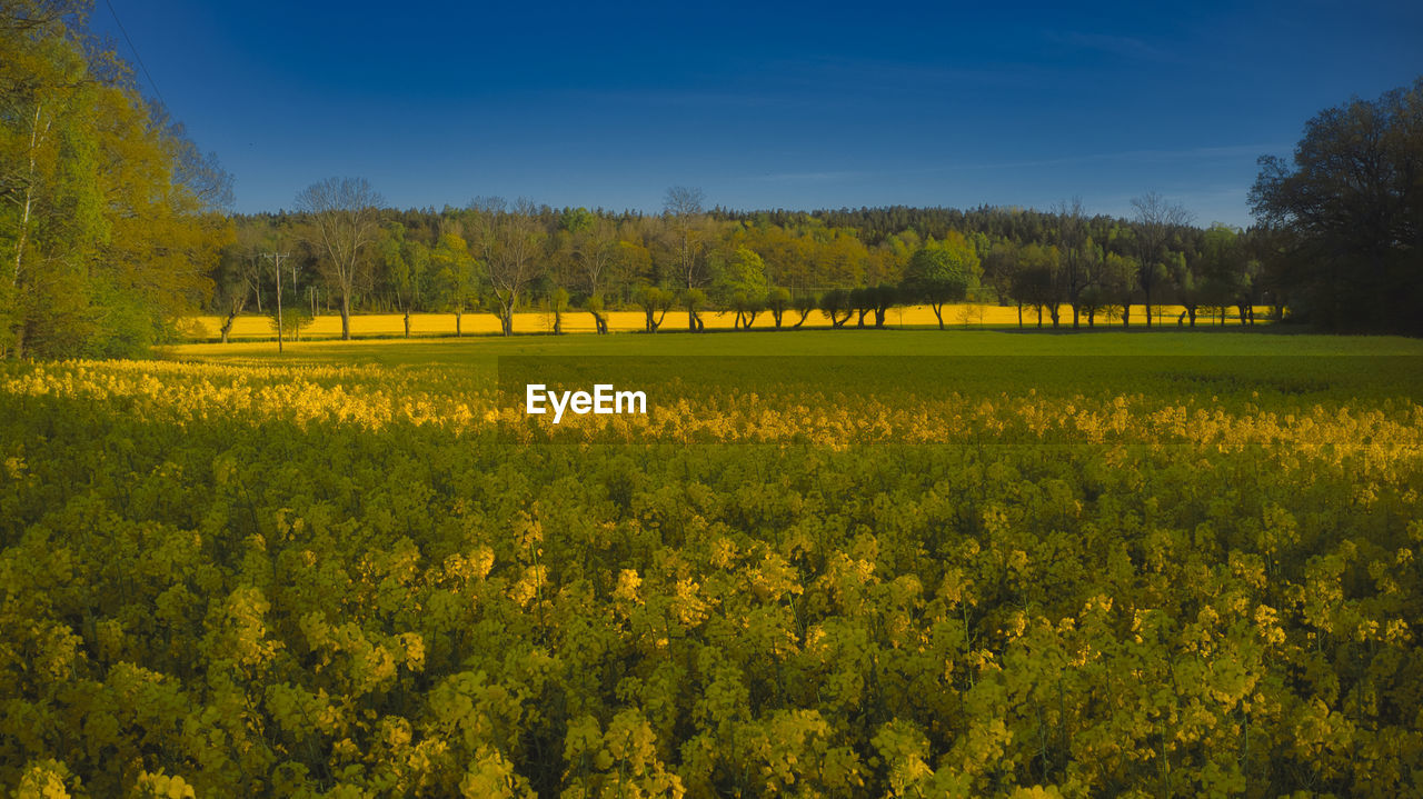 Scenic view of oilseed rapeseed field
