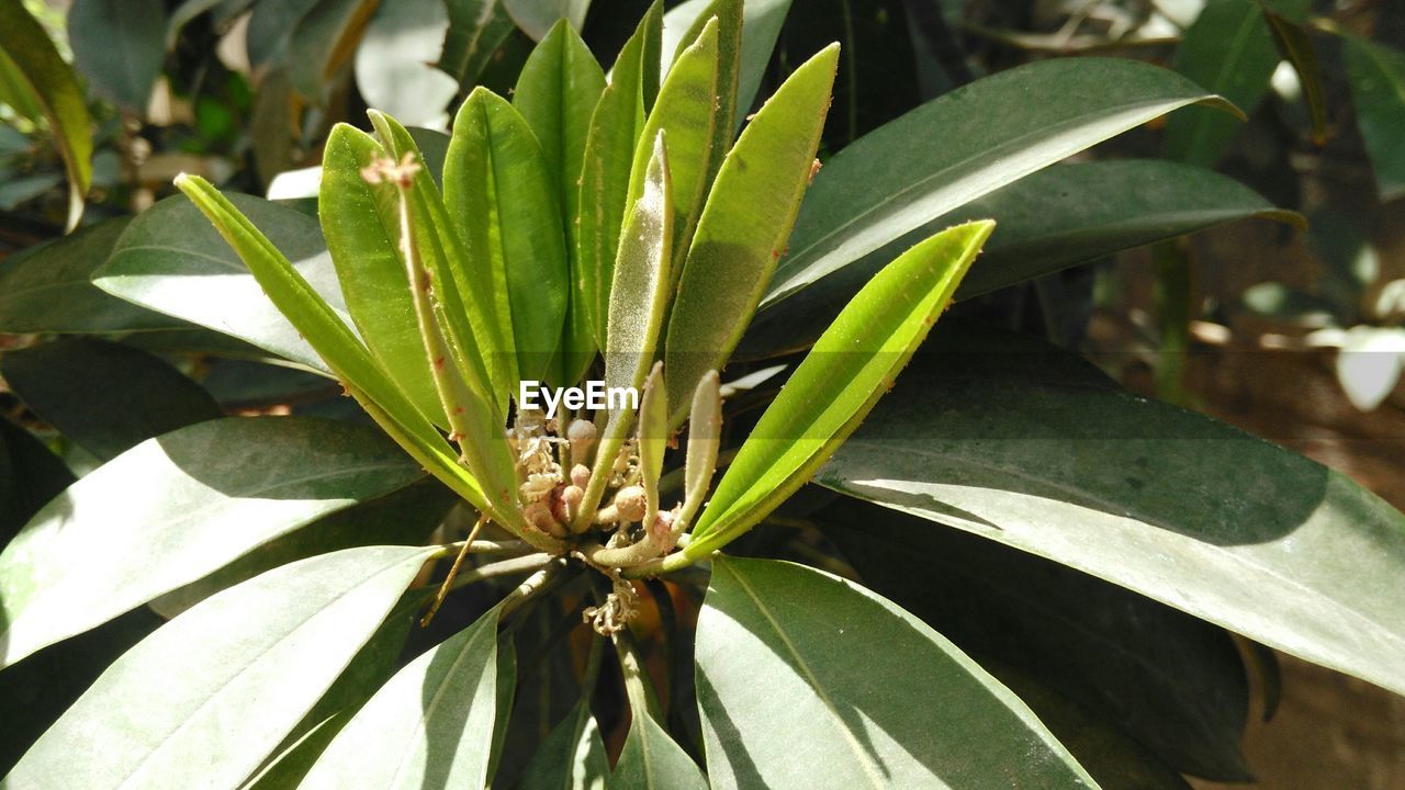 Close-up of plant growing outdoors