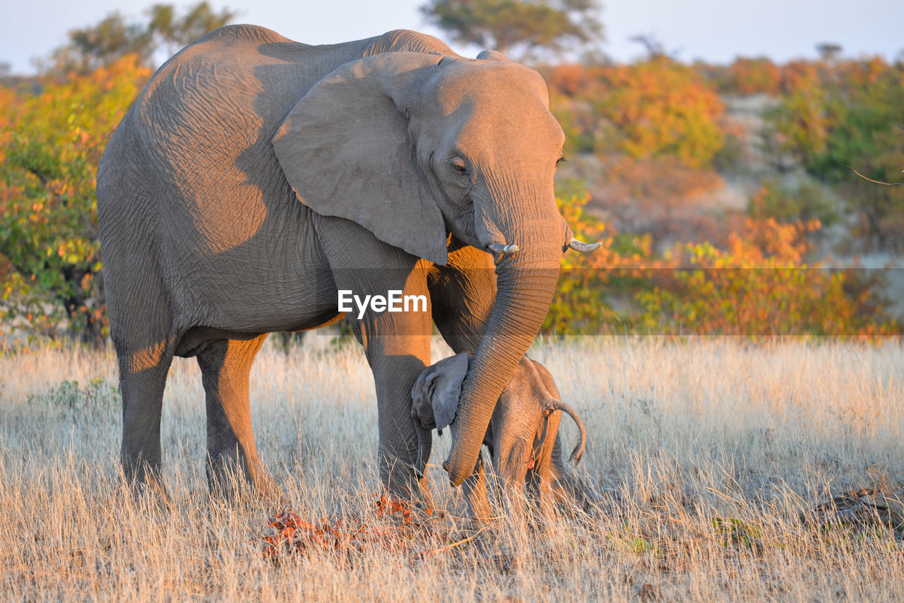 Elephant and calf standing on land