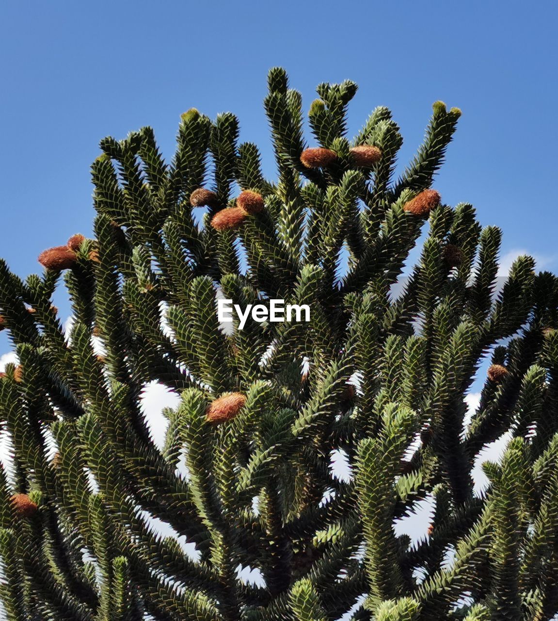 LOW ANGLE VIEW OF PINE TREE AGAINST SKY