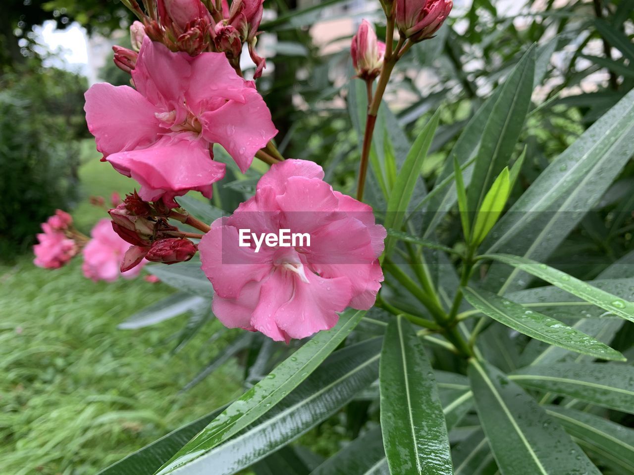 CLOSE-UP OF PINK FLOWER