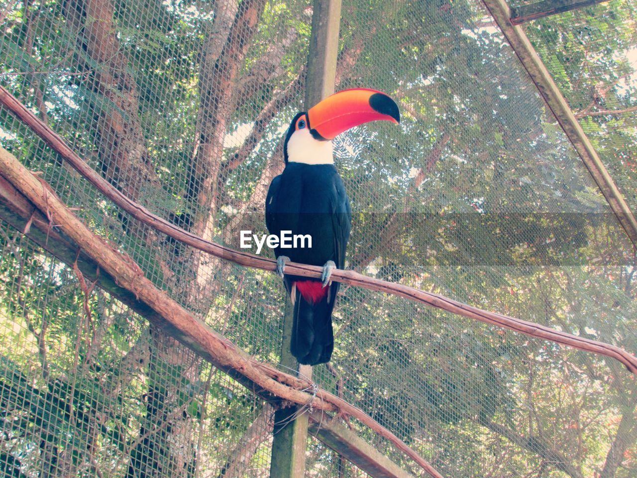 Toucan in cage