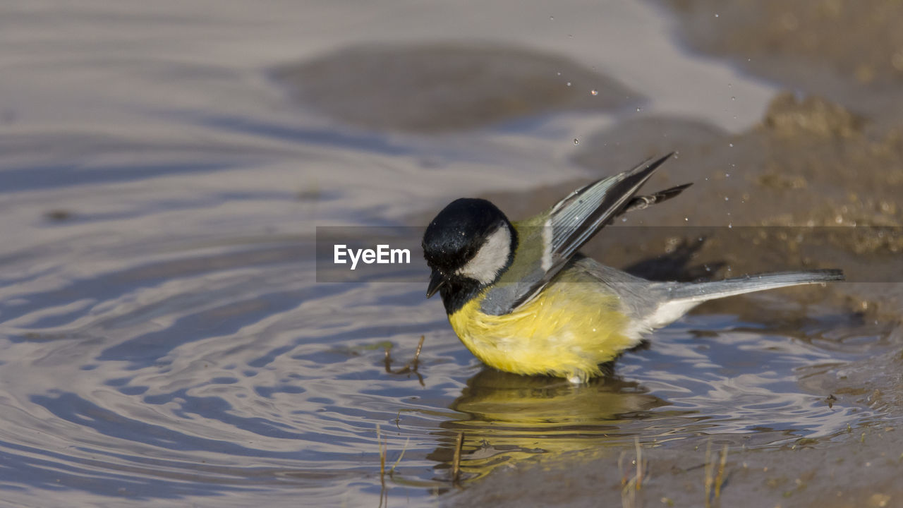 Close-up of great tit in lake