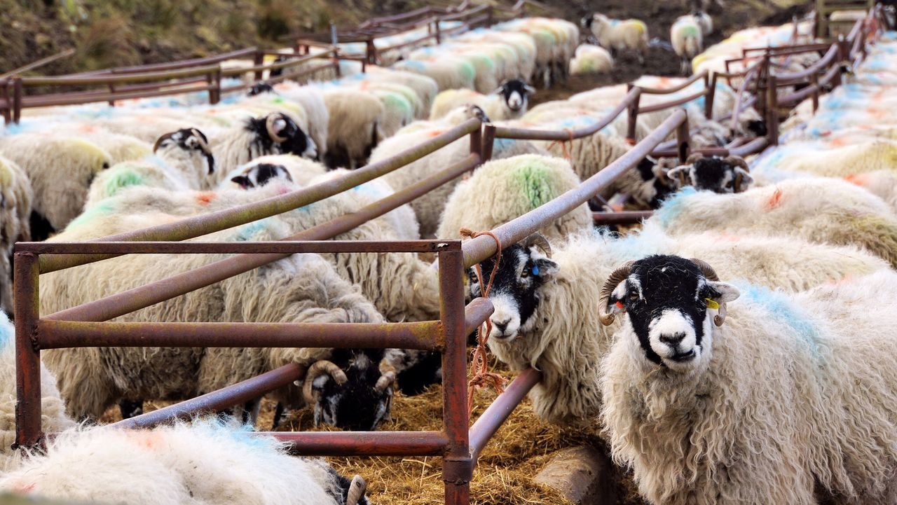 Sheep feeding in pen at farm