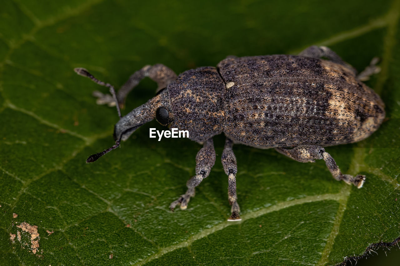 CLOSE-UP OF INSECT