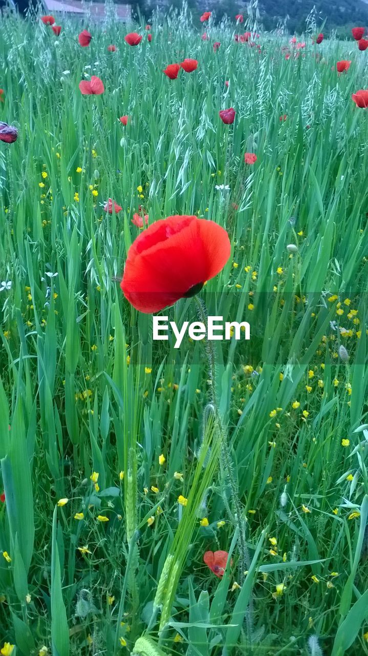 Close-up of red poppy flower