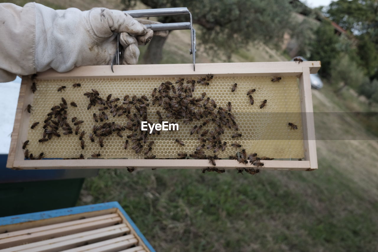 Cropped hand holding beehive with bees