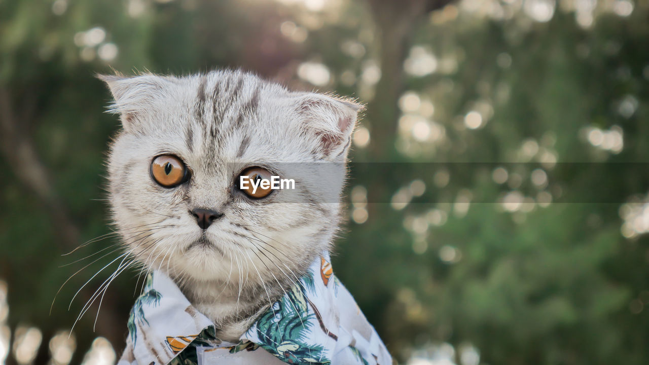 CLOSE-UP PORTRAIT OF CAT BY OUTDOORS