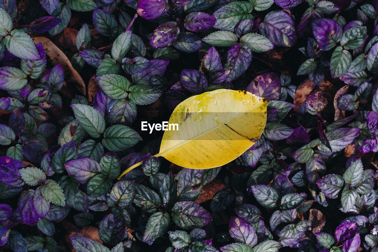 Close-up of yellow flowering plant leaves