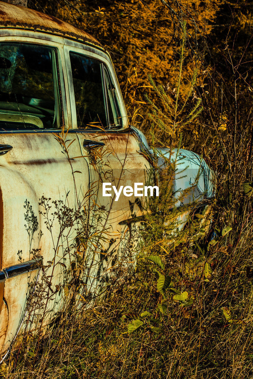 Plants growing beside old car