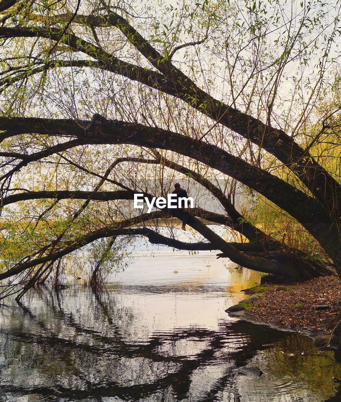 Full length of man sitting on tree over lake