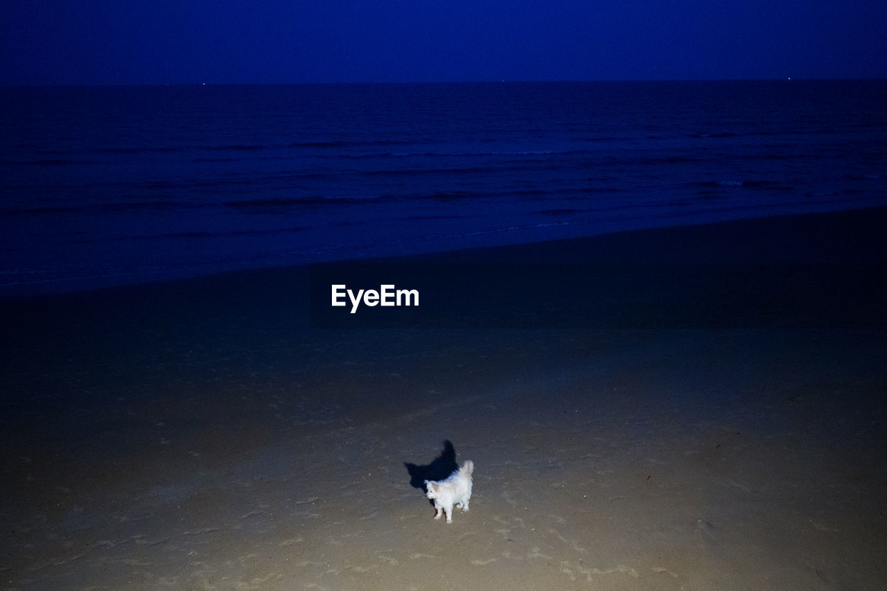 TWO DOGS ON BEACH