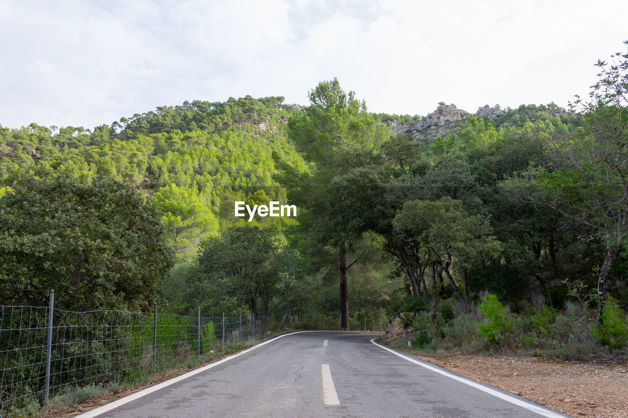 Road between the trees. cycling route of mallorca