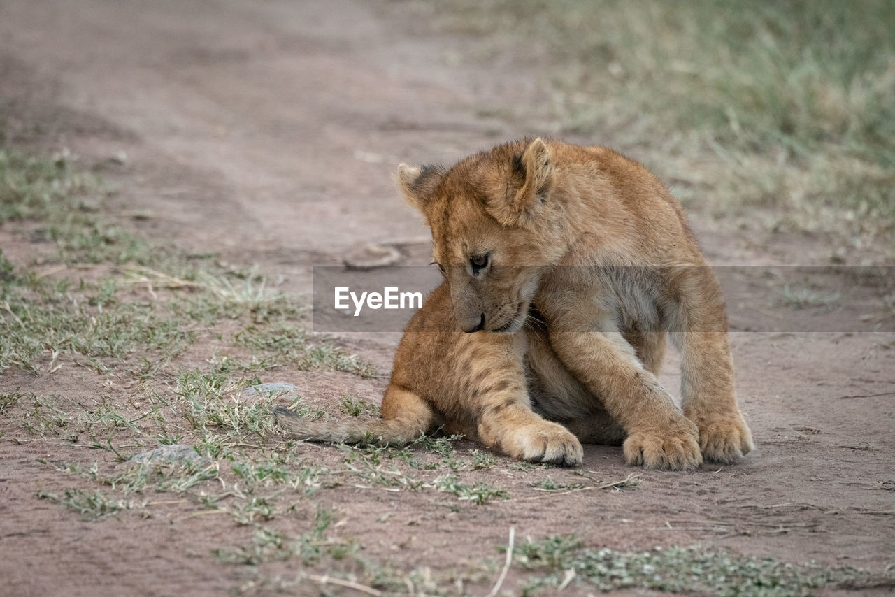 Lion cub sits on track staring down