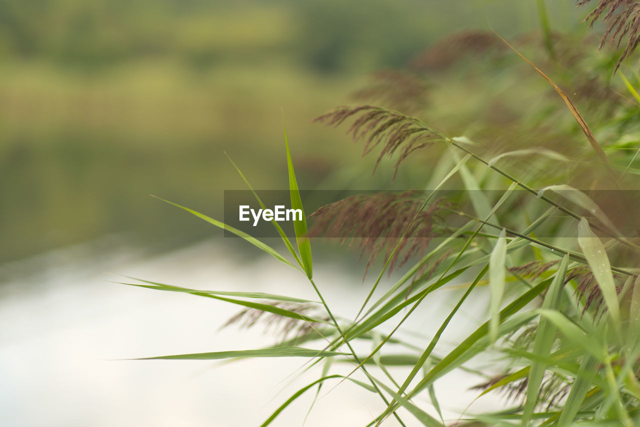 Close-up of plant growing on field