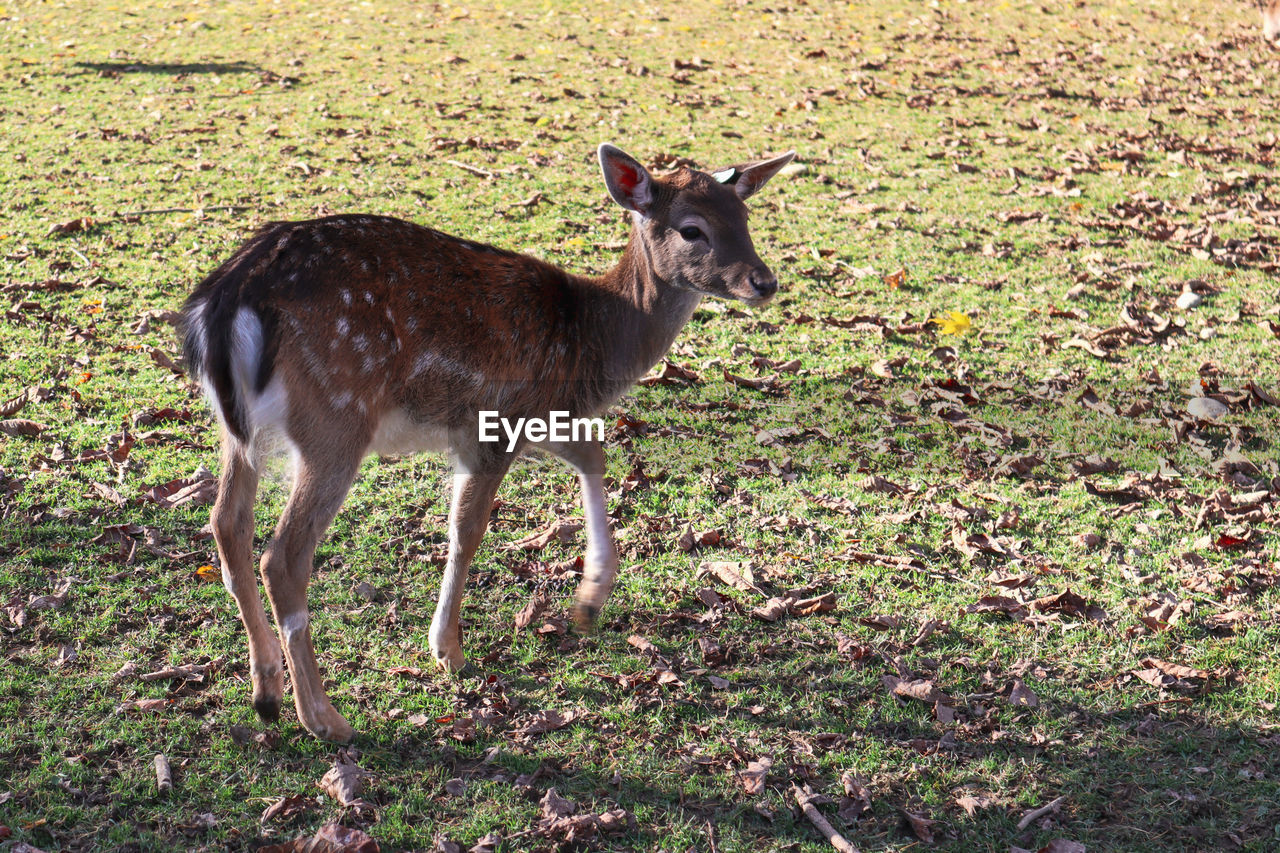 animal, animal themes, mammal, wildlife, animal wildlife, one animal, deer, field, land, nature, domestic animals, plant, standing, no people, day, grass, herbivorous, sunlight, outdoors, full length, side view, brown, fawn, young animal