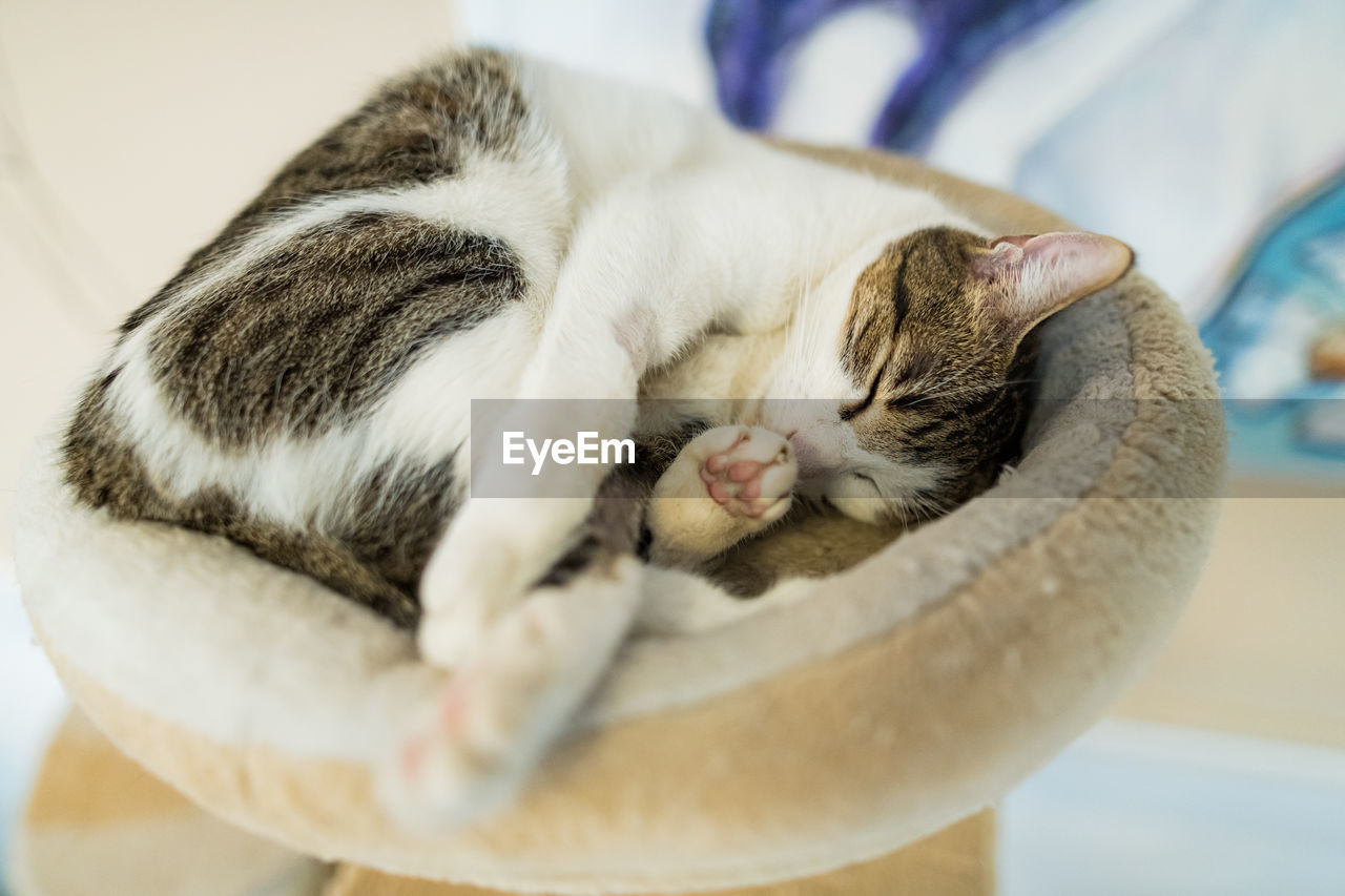 Cat sleeping on fluffy cat bed, selective focus