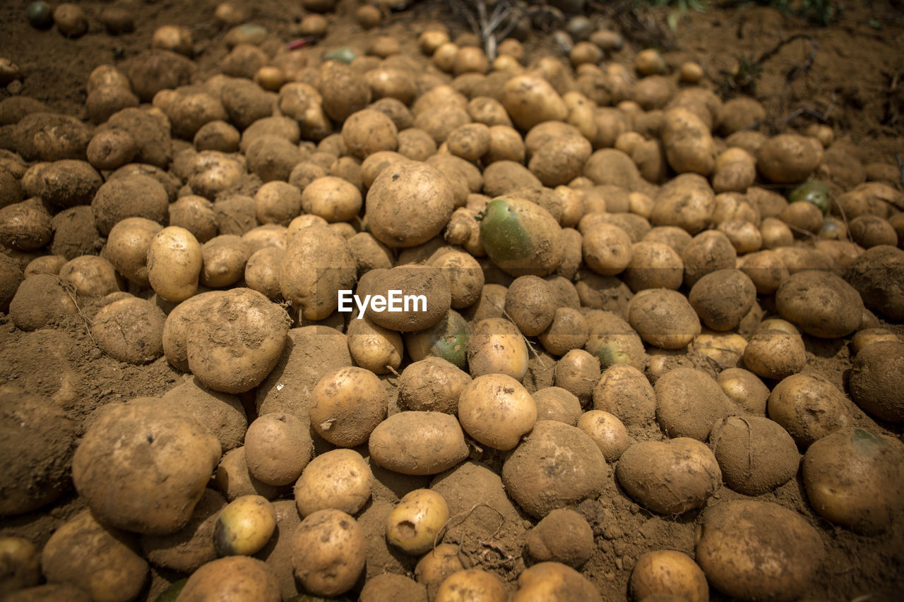 vegetable, food, raw potato, food and drink, freshness, soil, large group of objects, root vegetable, produce, abundance, no people, healthy eating, plant, wellbeing, nature, close-up, organic, brown, market, business finance and industry, full frame, land, backgrounds, outdoors, raw food, dirt, rock