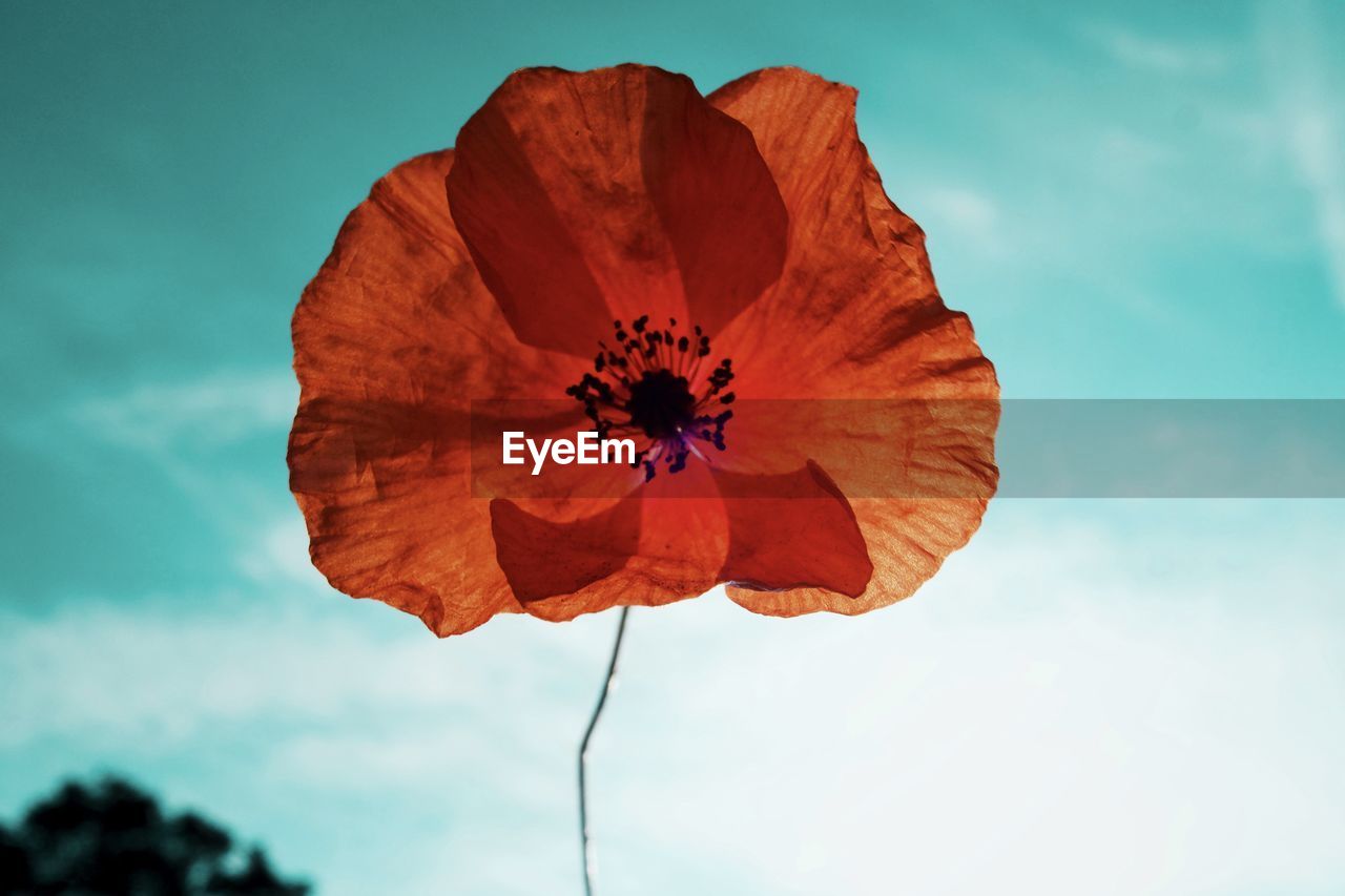 Low angle view of poppy flower against sky