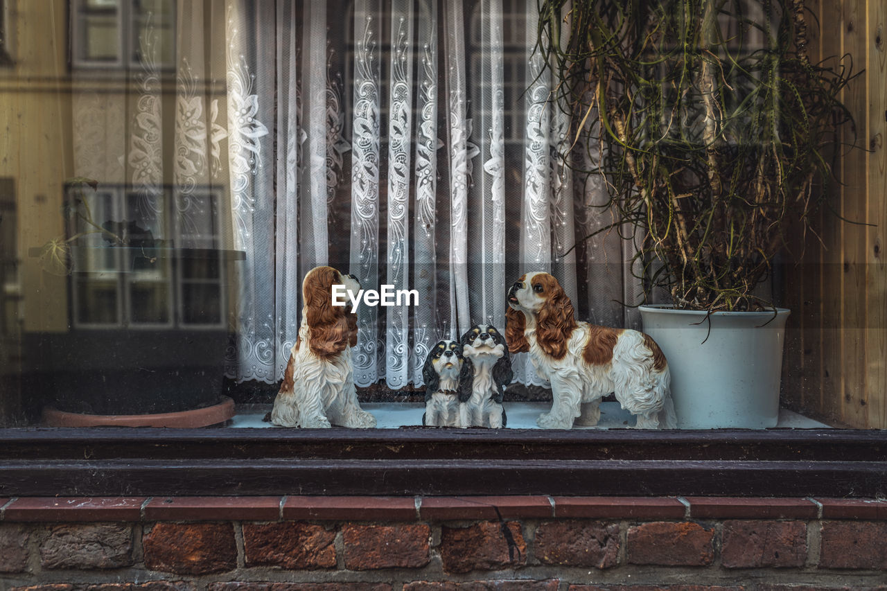 WOMAN WITH DOG SITTING IN GLASS WINDOW