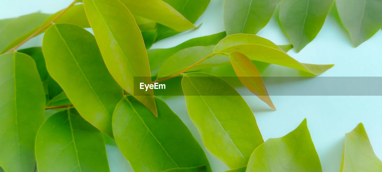 CLOSE-UP OF LEAVES