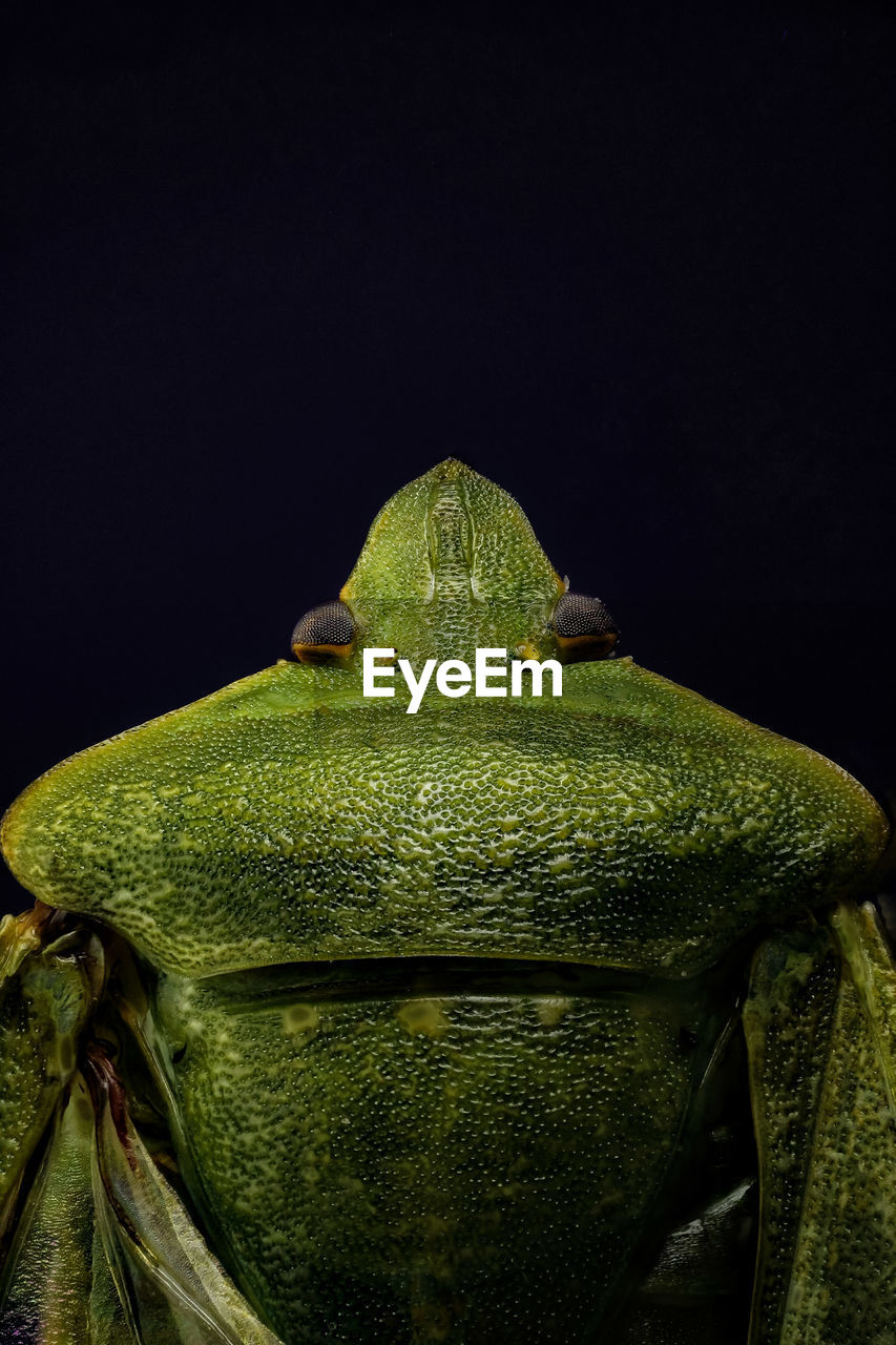 CLOSE-UP OF GREEN LIZARD ON BLACK BACKGROUND