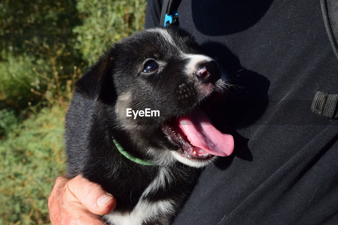 Midsection of man with dog