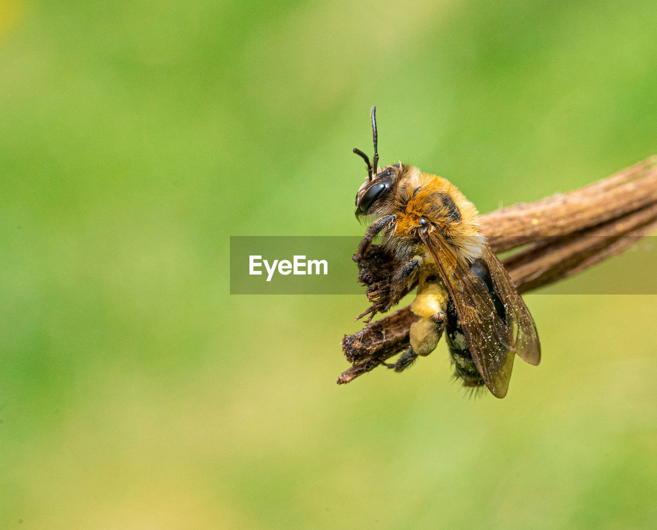 Large yellow honey and black striped bee  close up low-level macro view resting on green twig plant 