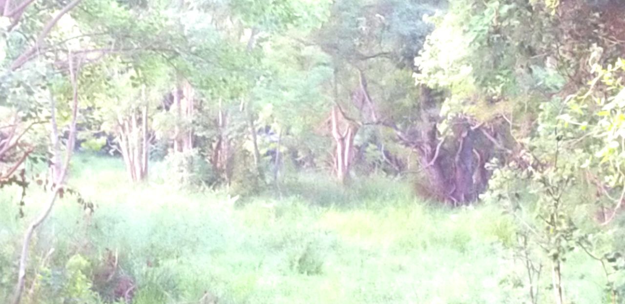 PANORAMIC SHOT OF TREES GROWING ON FIELD