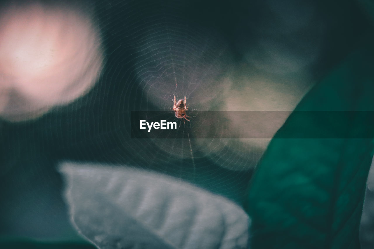 High angle view of spider on web