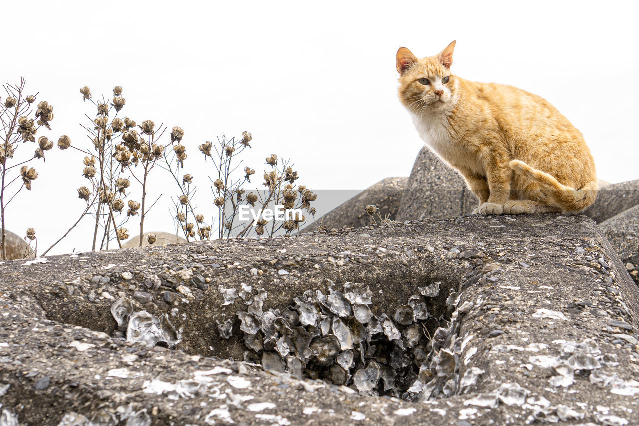 Cat sitting on rock against sky