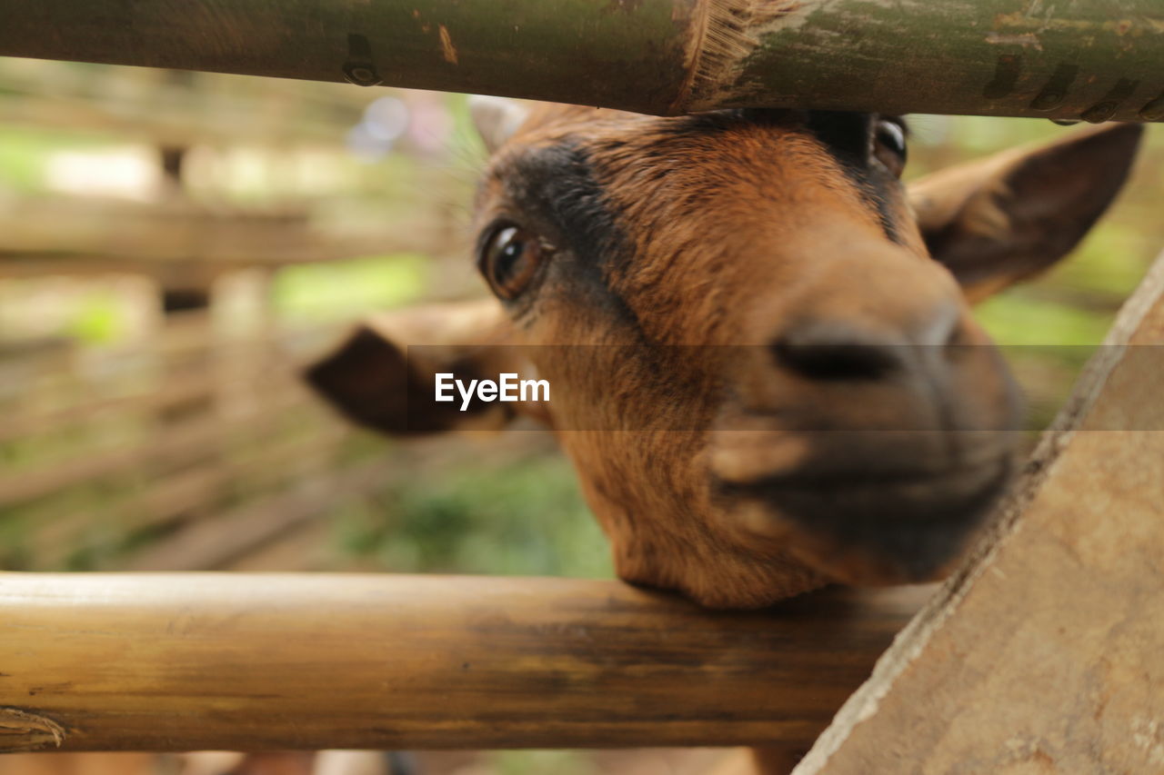 animal themes, animal, mammal, one animal, livestock, domestic animals, fence, close-up, animal wildlife, animal body part, pet, wood, no people, agriculture, animal head, dairy, nature, day, outdoors, wildlife, farm, zoo, portrait, focus on foreground, rural scene, brown