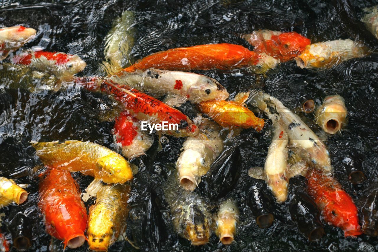 HIGH ANGLE VIEW OF FISH IN WATER