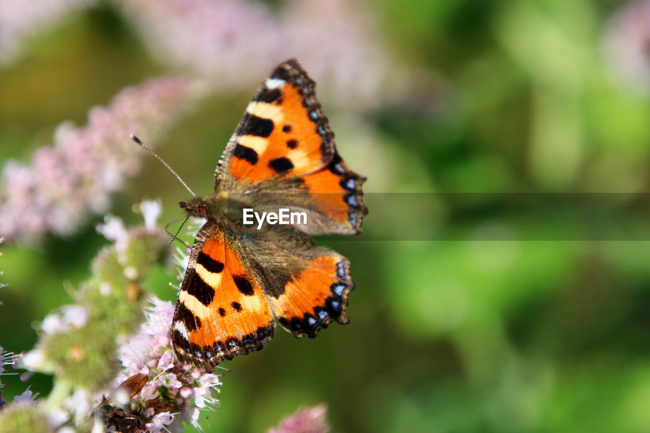 BUTTERFLY ON FLOWER