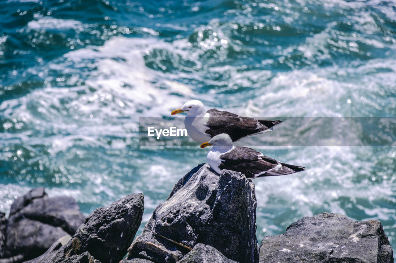 Seagull perching on rock in sea